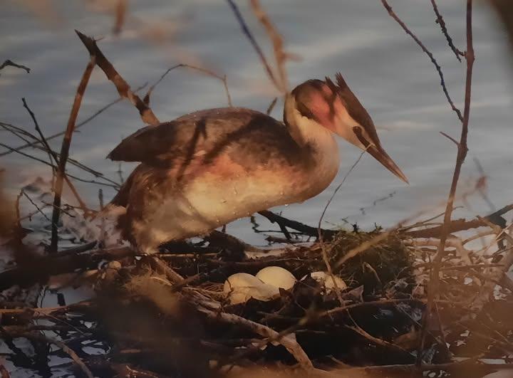 Comptage des oiseaux d'eau