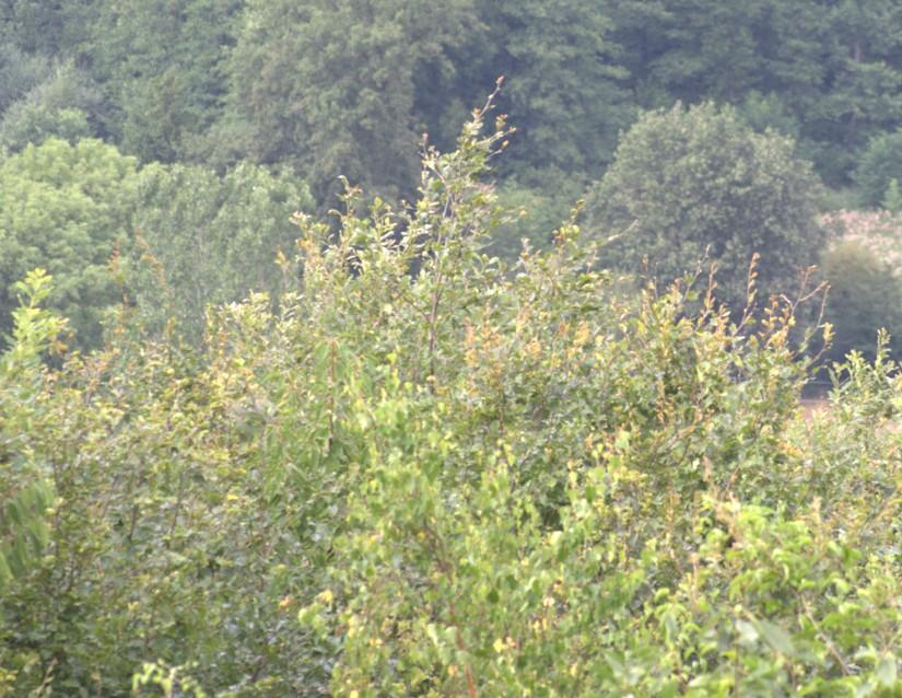 Sortie en forêt ce 20 juin.