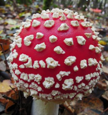 Sortie mycologique